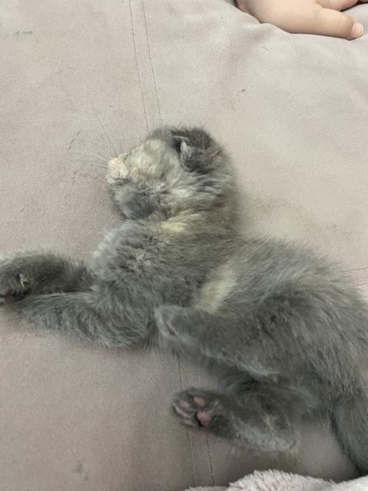 отдам кошечек,одна веслоухая другая с прямыми ушами ,активные