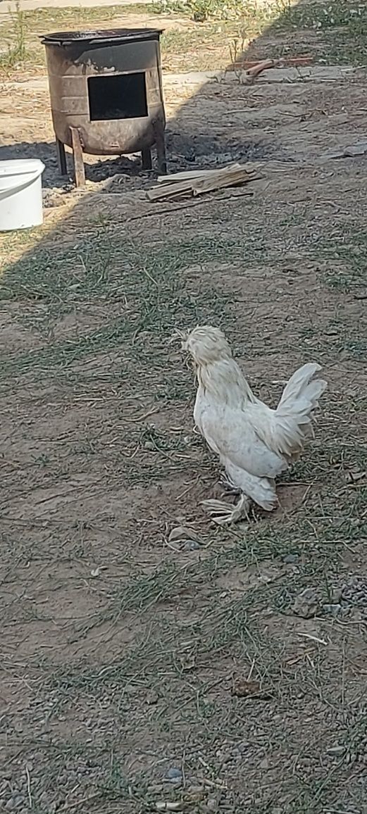 Срочна продаётся петух