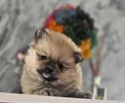 Baietel pomeranian deosebit