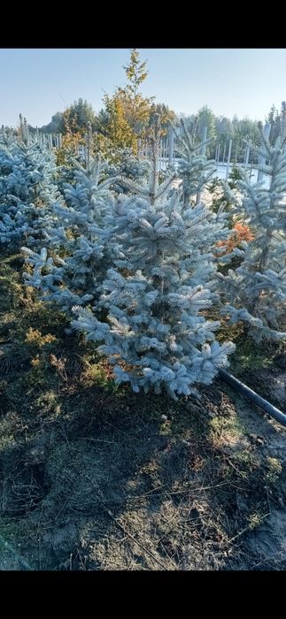 Vând platani mesteacăn