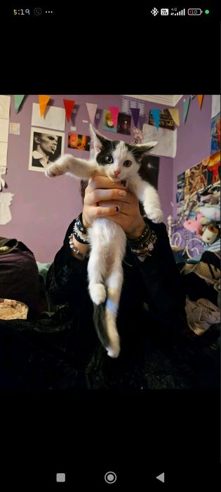 Спешно Котенца за осигуряване