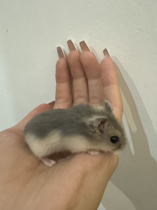 Хомяк джунгарский