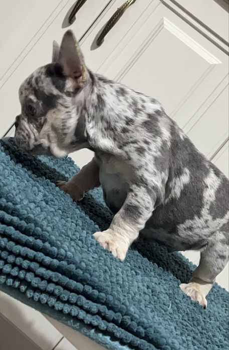 Bulldog francez mascul