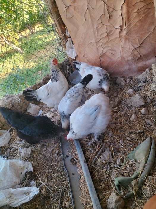 Тауық бар сатылады