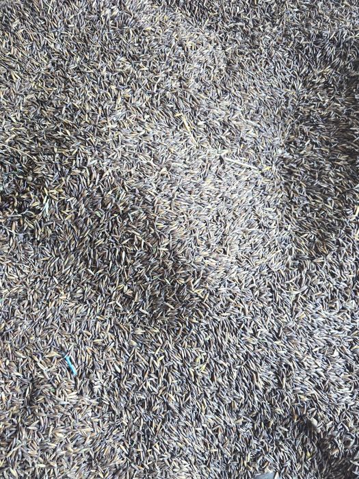 Vand ovăz negru productie 2025