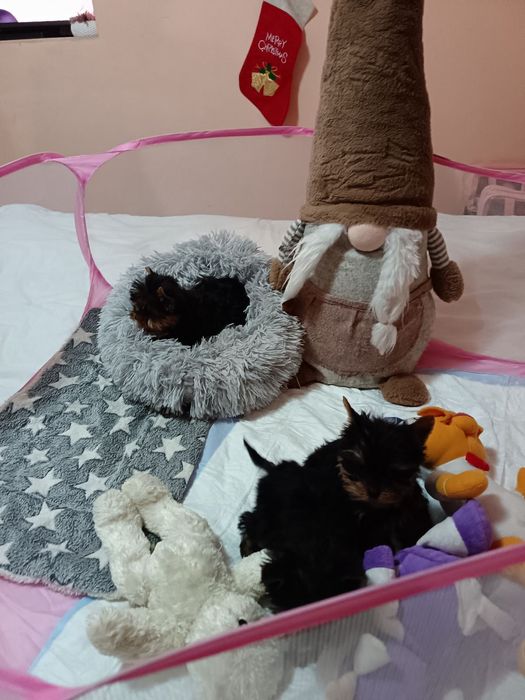 Йоркширски териер