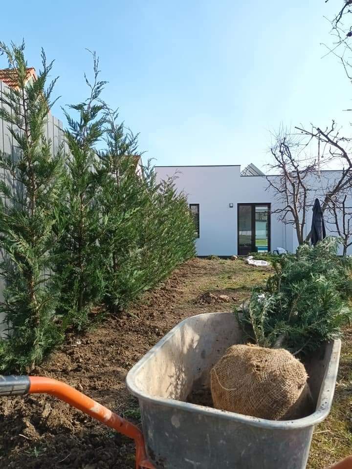 Vând chiparos cupresus leylandi