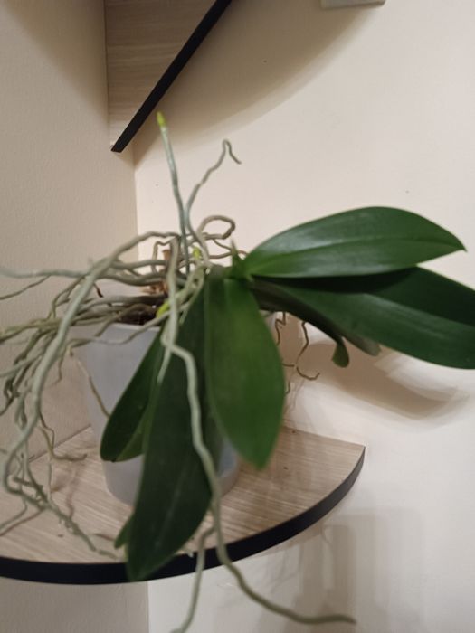 Продаю  комнатный цветок орхидею