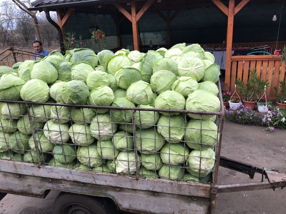 Vând varză de toamnă