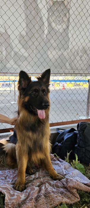 Немецкая овчарка.Вязка.