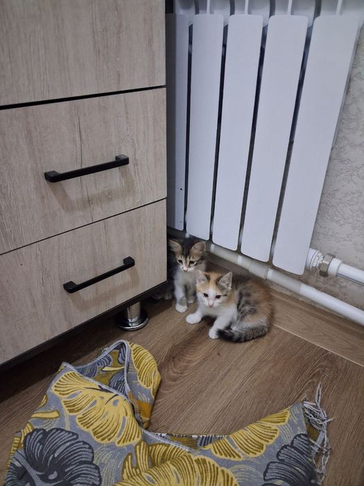 Котята хорошенькие ищут ручки