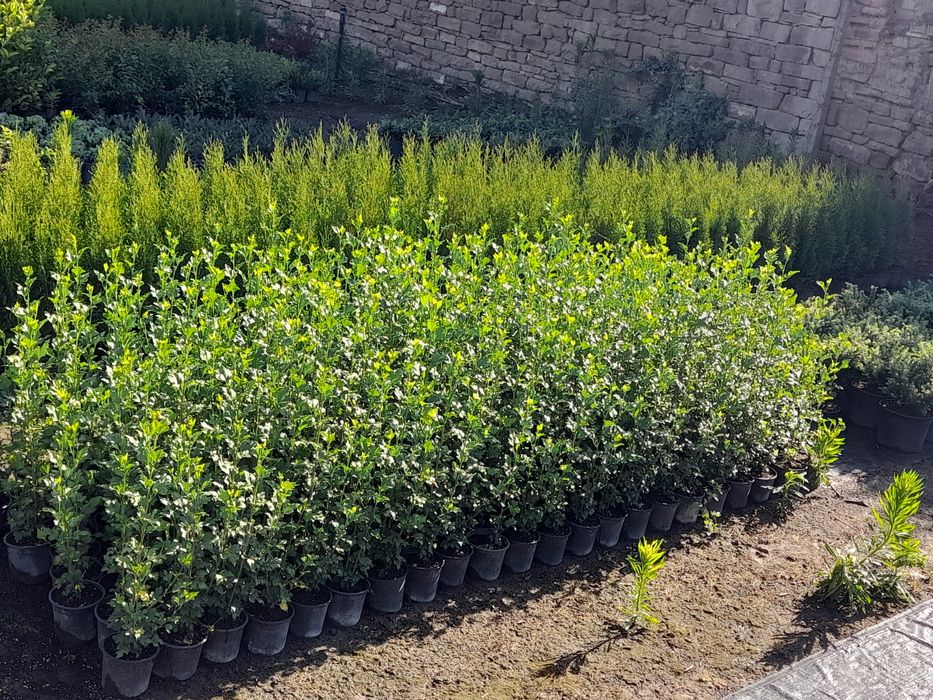 Хибискус Кичест 3 налични цвята