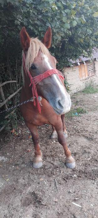 Vând iapa  de 5 ani cu acte