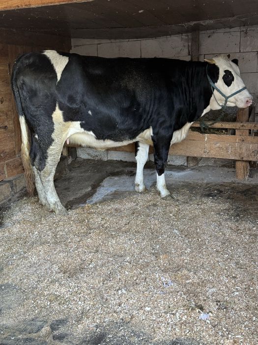 Junincă gestantă 8 luni – Bălțată Românească