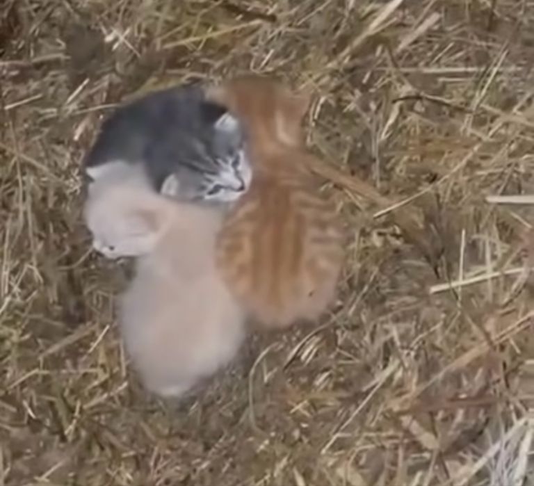 Отдам в добрые руки котенка