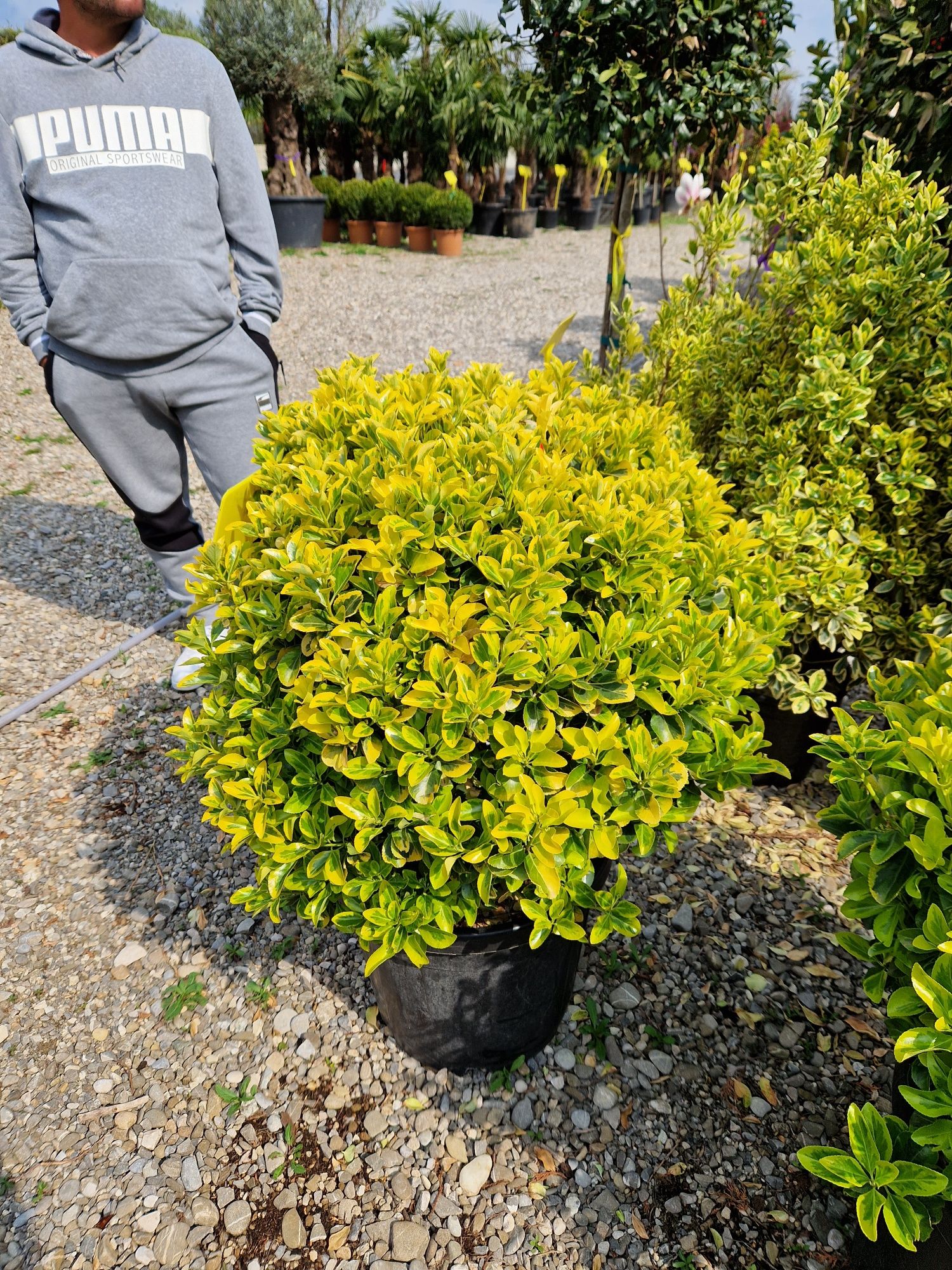 Bonsai, pon pon , spirale ( tuia spiralate, diferite forme )