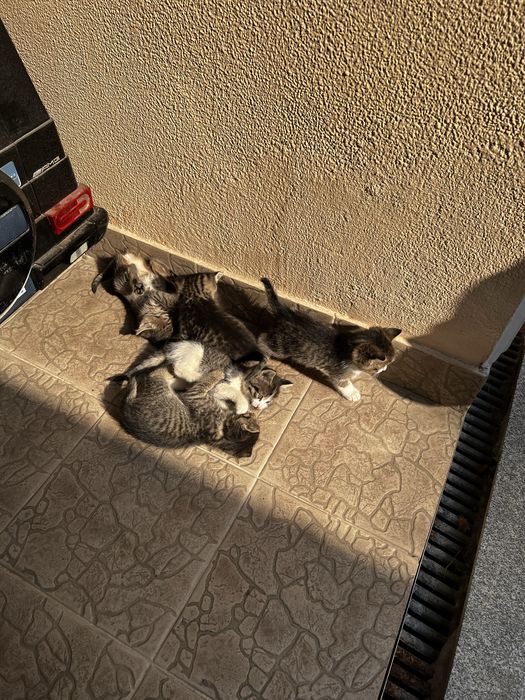 Котята г.Алматы