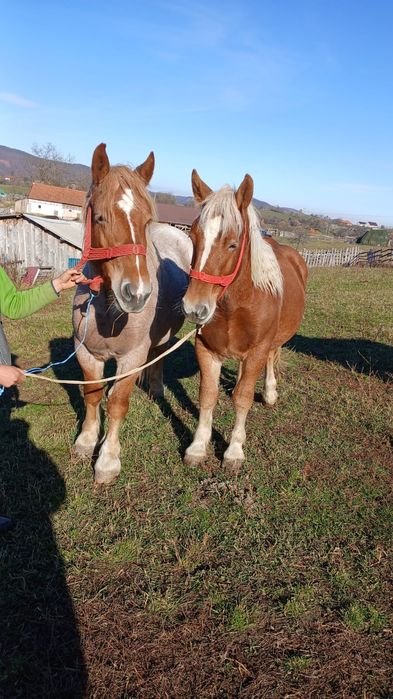 Vând mânz de 1 an și 6 luni