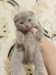 Scottish fold strayt