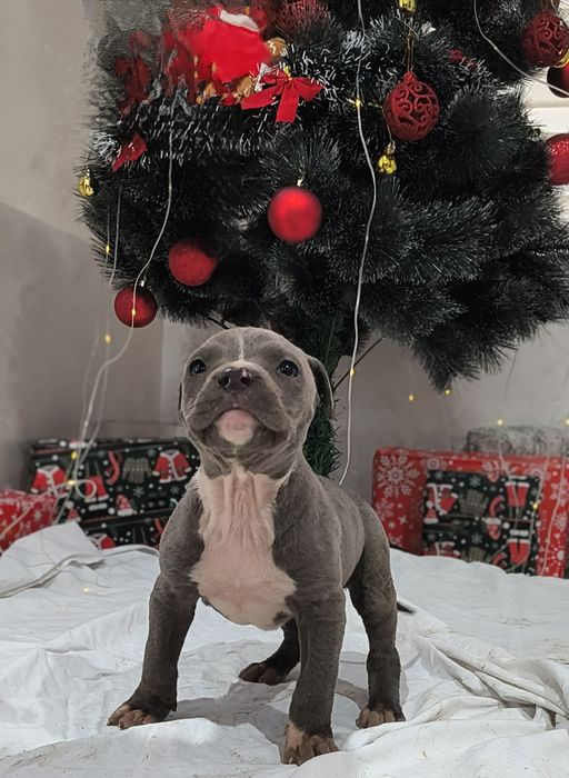 Американски питбул териер