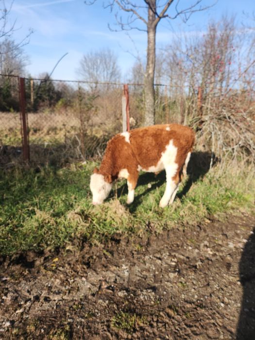 Vând tauras în vârstă de 6 luni