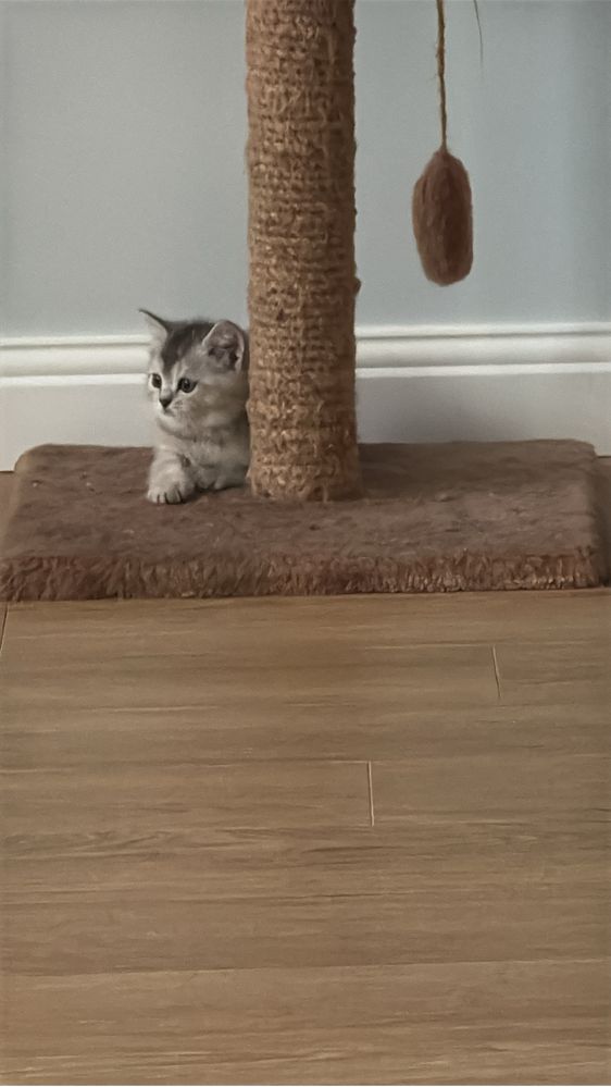 Котята 2 месяца шиншалла