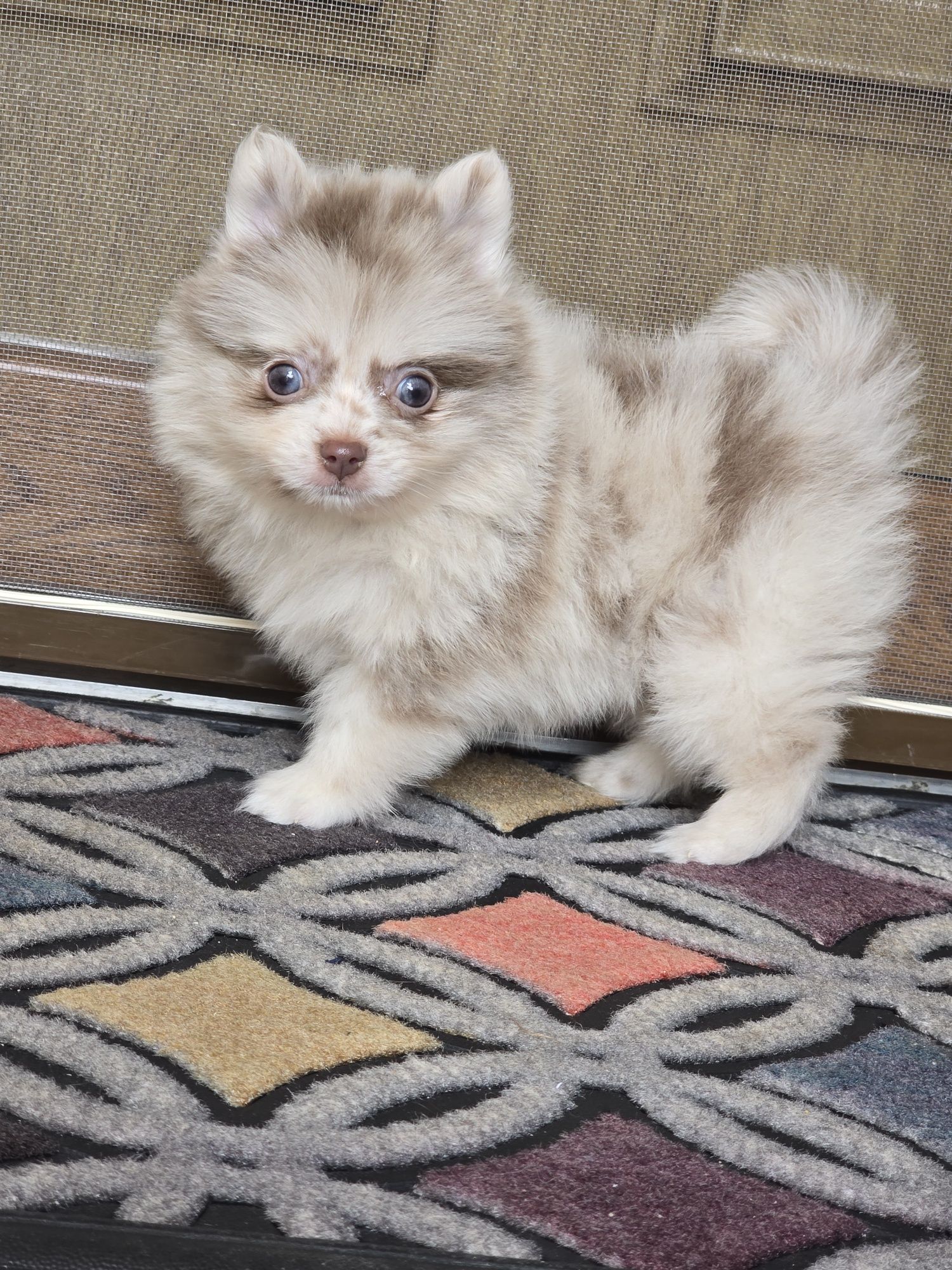 Pomeranian fetita
