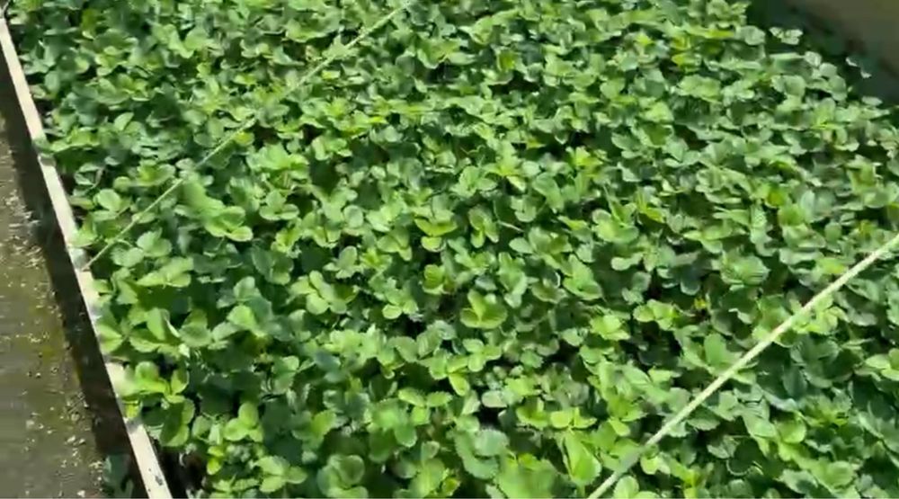 Продам рассаду клубники сорт Азия