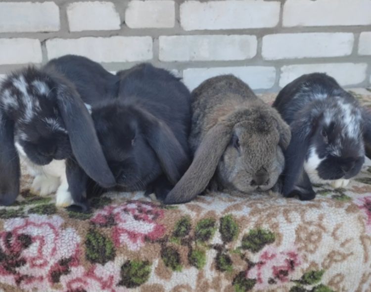 В продаже кролики, французкий баран