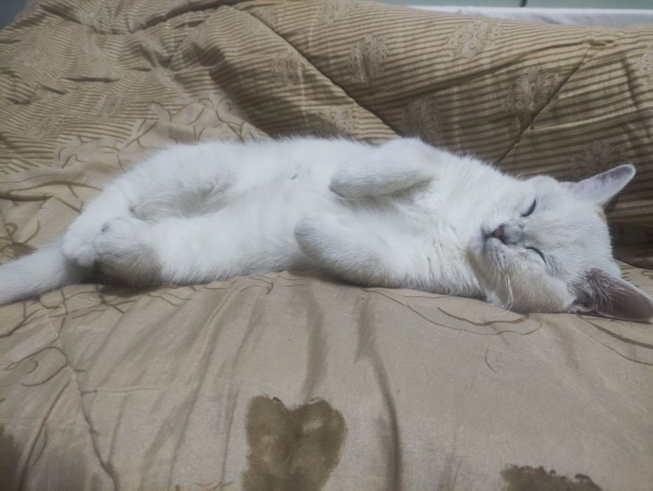 Шотландская серебристая шиншила 
3.5 месяца возраст 
Приучен к лотку