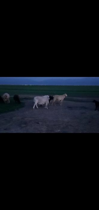 Дорпер баран. Дорпер кошкар