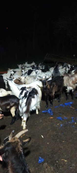 Vând capre bune de lapte și tinere mai multe detalii la tel
