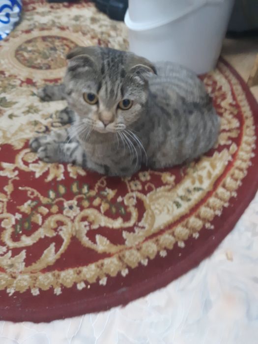 Отдам в хорошие руки домашнего кошку девочка
