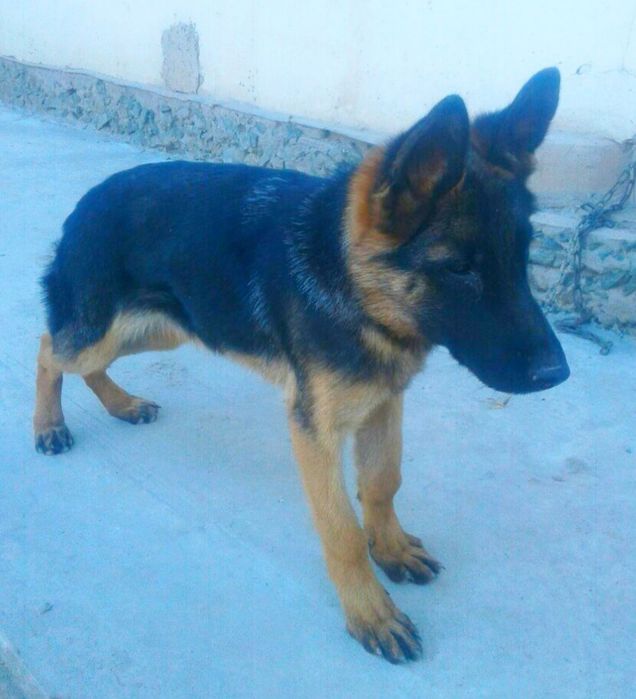 4 ойлик урғочи немецкий овчарка сотилади.