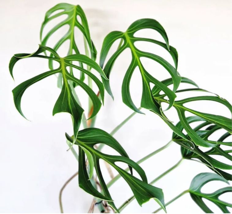 Монстера Бурле Макс Флейм