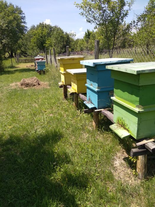 Familii de albine și roiuri