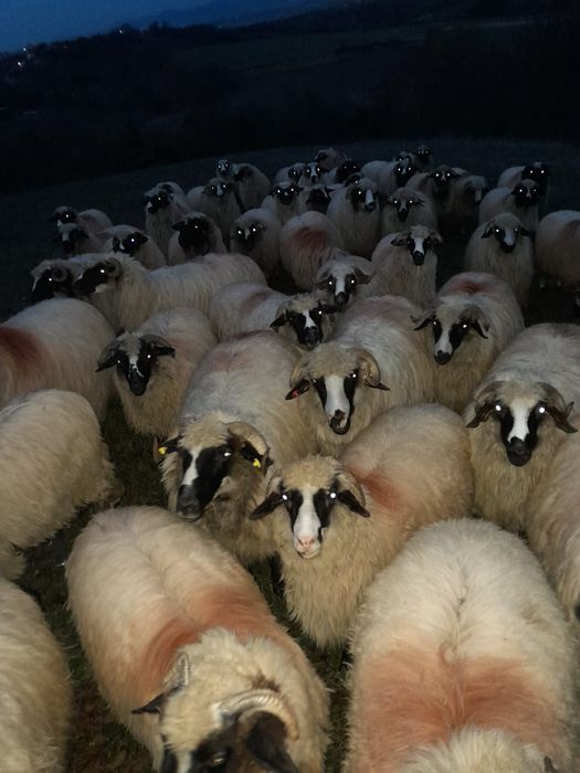 Vând 30 de oi miori și stramiori