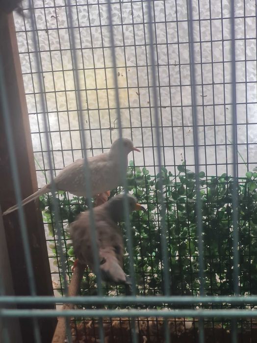 Продавам Диамантени гугутки