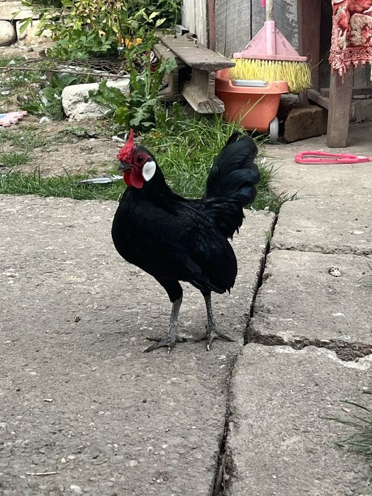 Vand pitic cocosel Bantam