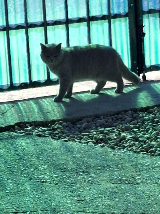 Foarte cuminte ingrijita