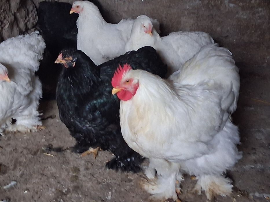 Concnchina alb de vanzare