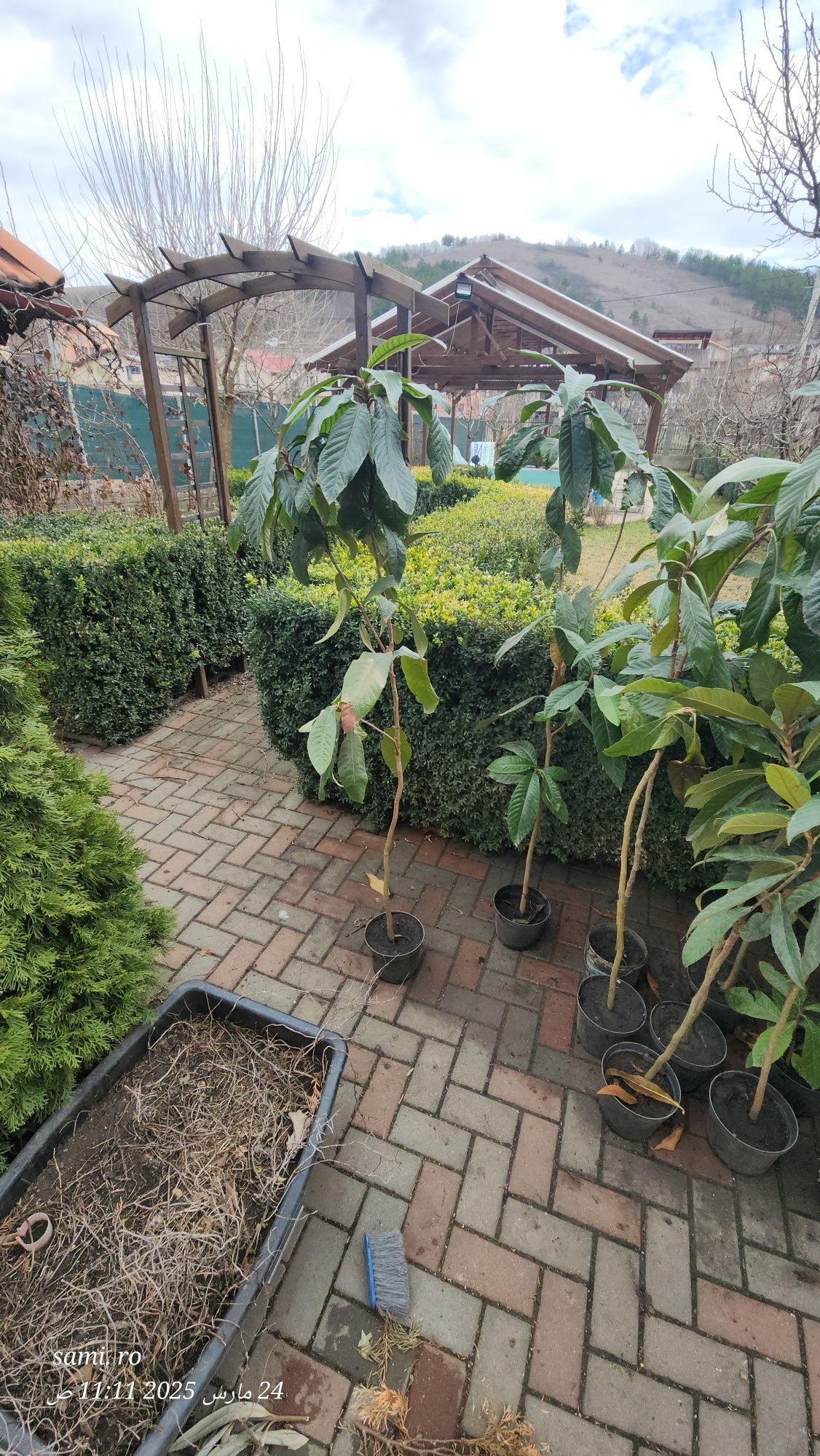 Moșmon japonez în ghiveci