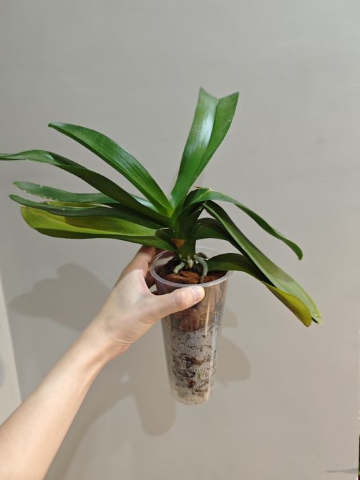 Цветы орхидеи филодендрон