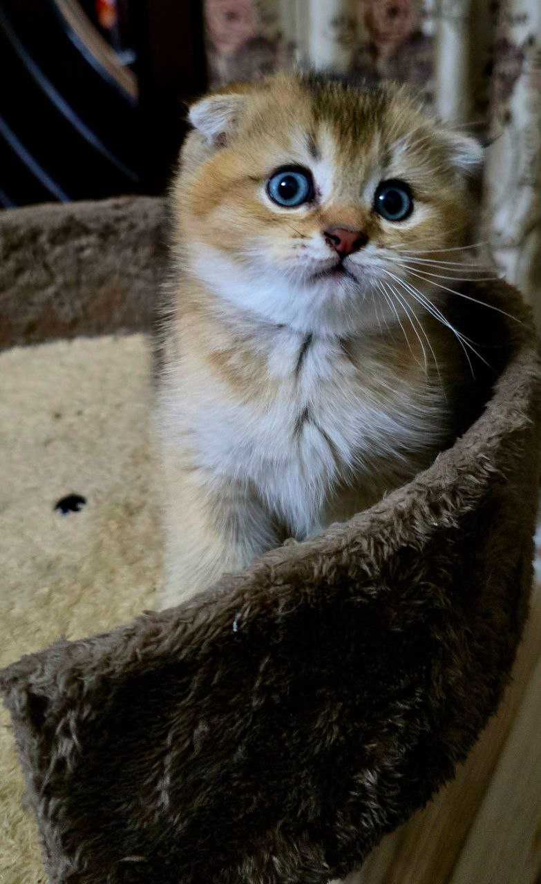 Продаю котят Скотиш Фолд