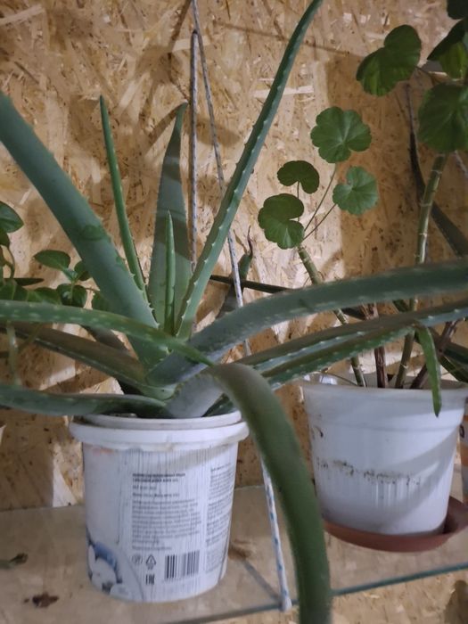 Домашний цветок Алоэ