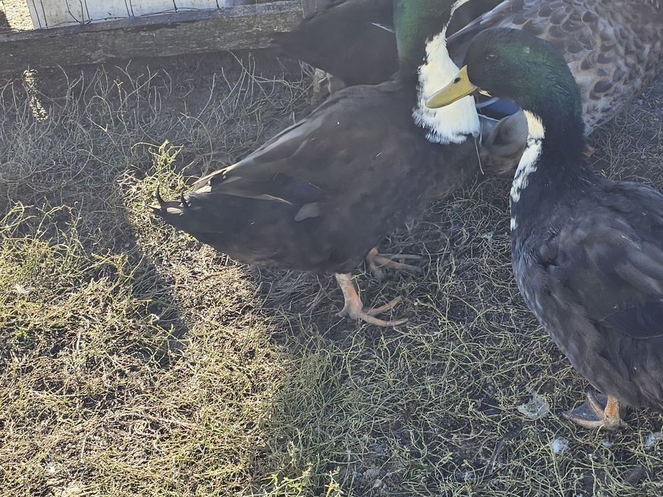 Rațe vorbărețe și ouătoare