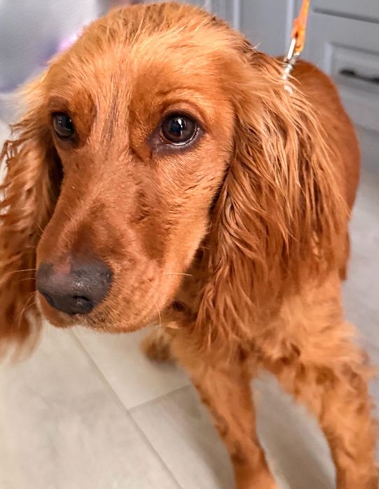 Собачка кокер спаниель ишет хозяина!