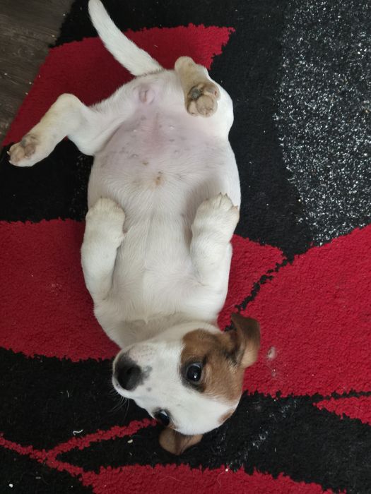 Чистокръвни джак ръсели