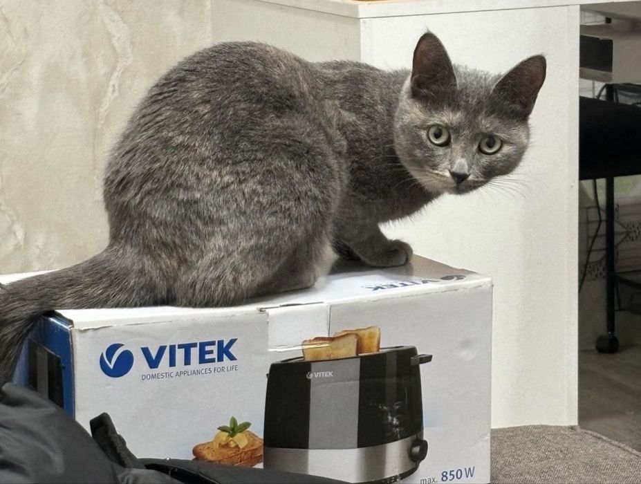 Отдам кошку в добрые руку