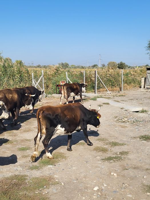 ассалаумағалайкум мнау сиыр сатылады